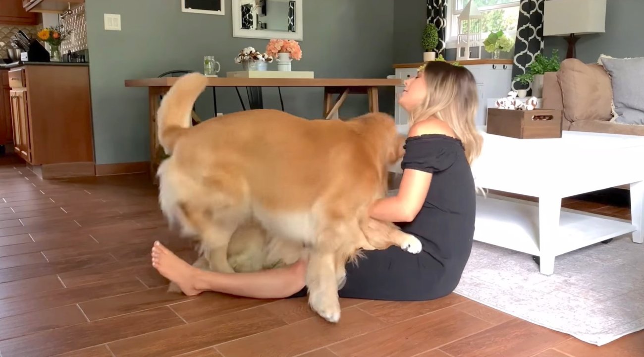 ゴールデンレトリーバー,動画