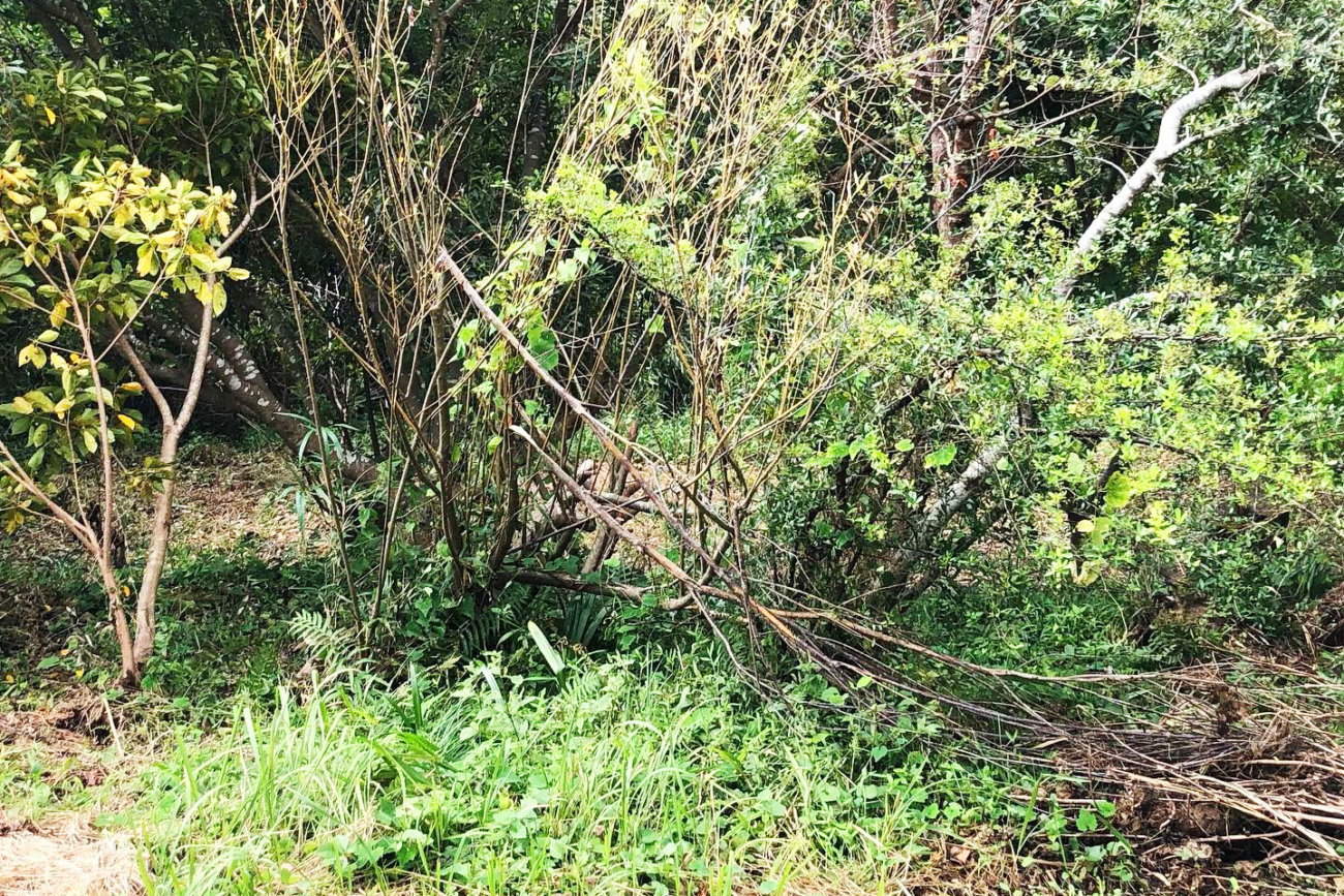 レトリーバー,台風