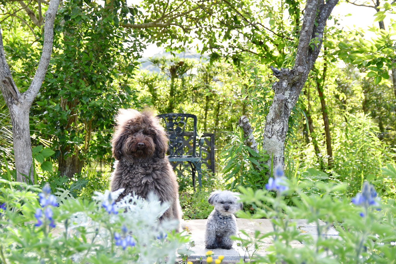 レトリーバー,台風