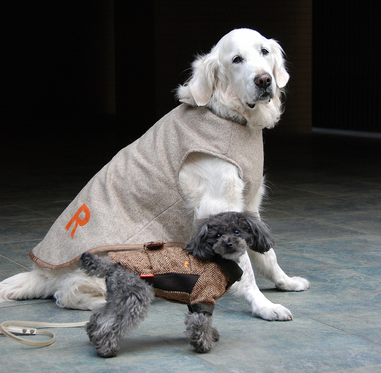 レトリーバー,台風