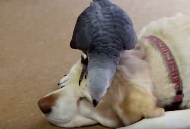 ラブラドールレトリーバー,動画