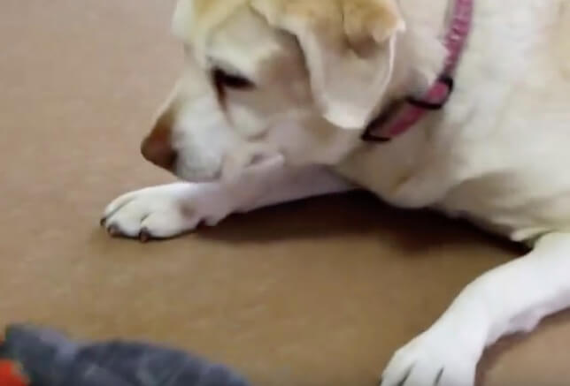 ラブラドールレトリーバー,動画