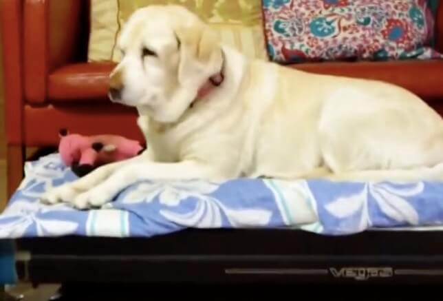 ラブラドールレトリーバー,動画