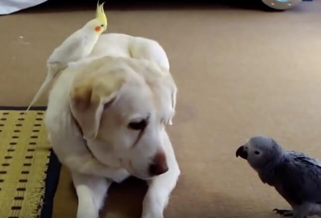 ラブラドールレトリーバー,動画