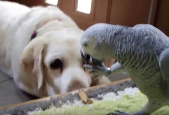 ラブラドールレトリーバー,動画