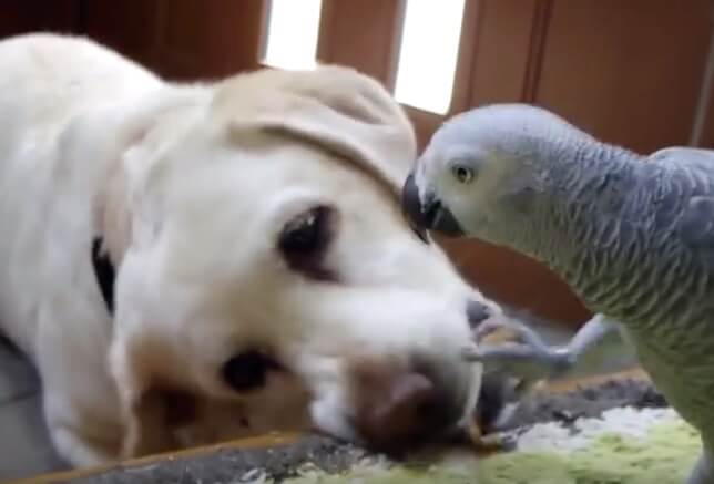 ラブラドールレトリーバー,動画