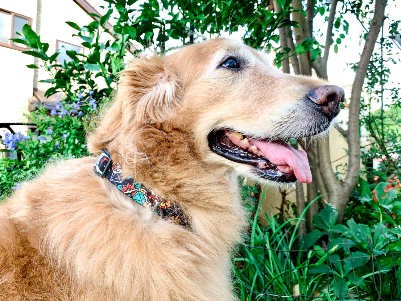 レトリーバー,ウルフギャング