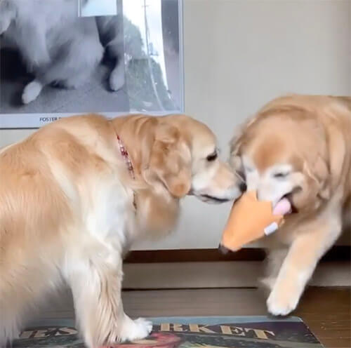 ゴールデンレトリーバー,動画