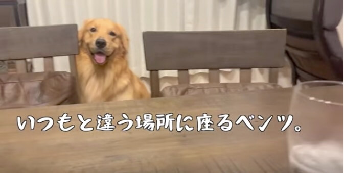 ゴールデンレトリーバー,動画