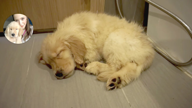 ゴールデンレトリーバー,動画