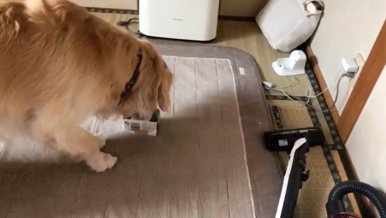 ゴールデンレトリーバー,動画