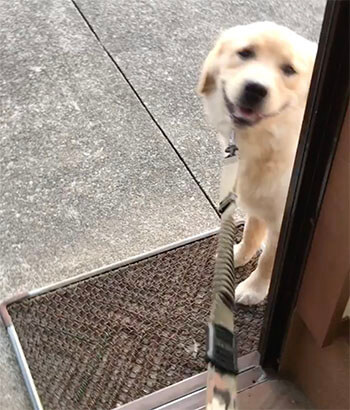 ゴールデンレトリーバー,動画