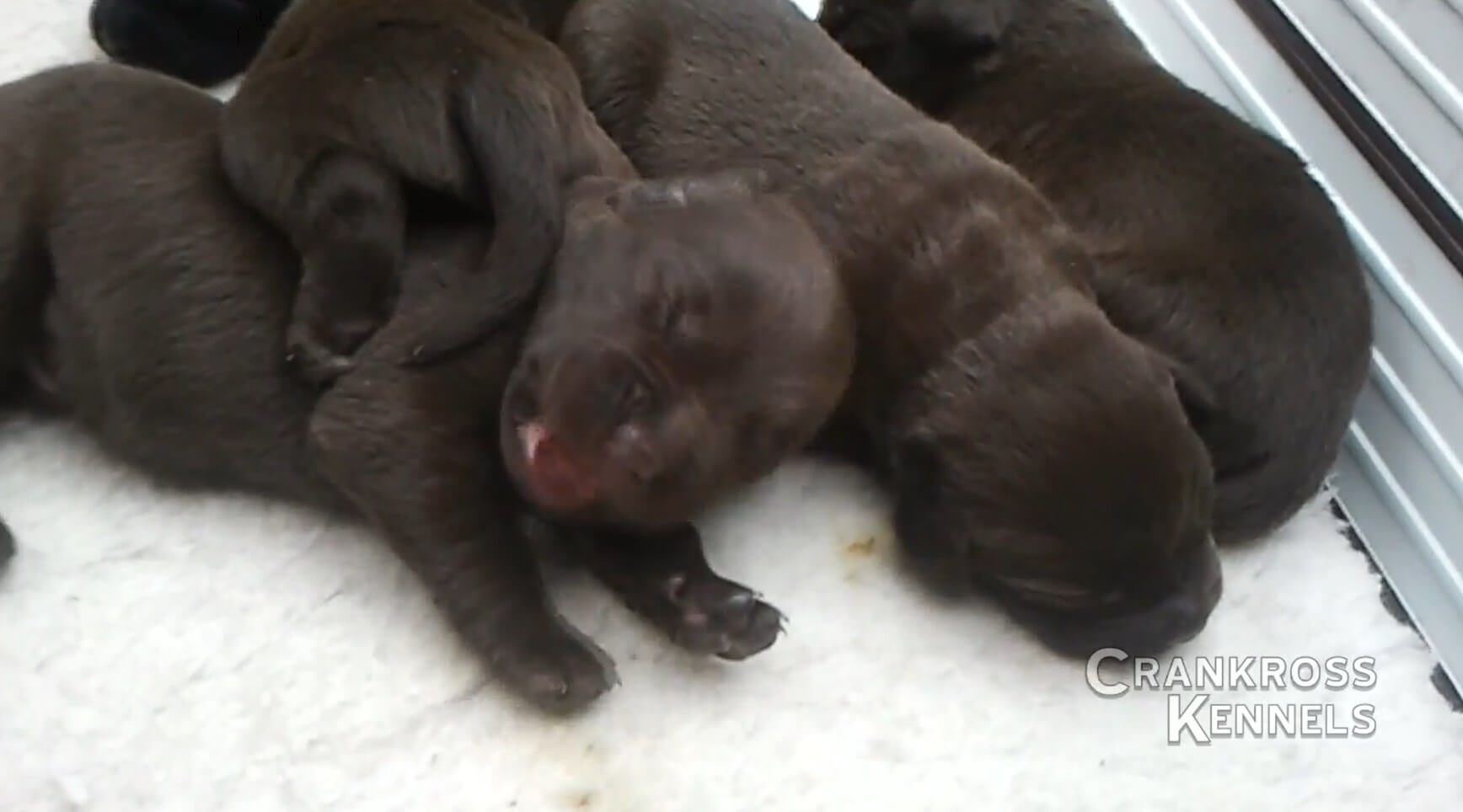 ラブラドールレトリーバー,動画