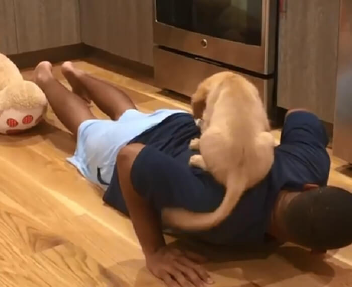 ゴールデンレトリーバー,動画