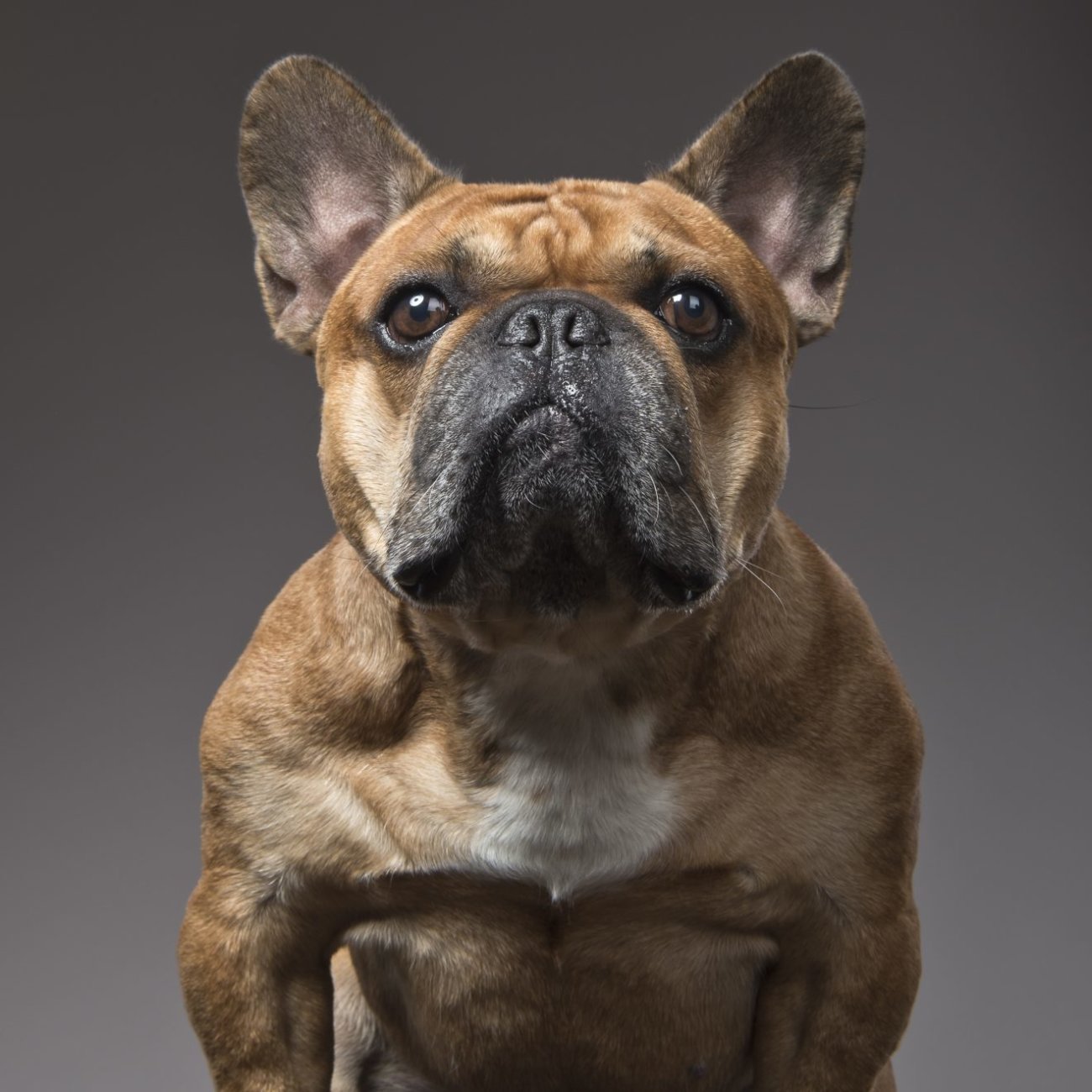 レトリーバー,内山慎吾