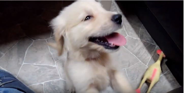 ゴールデンレトリーバー,動画