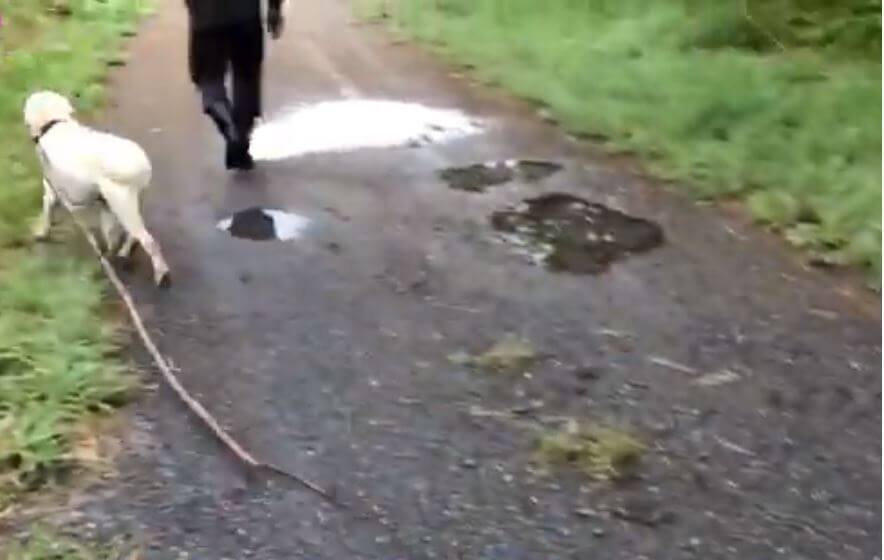 ラブラドールレトリーバー,動画