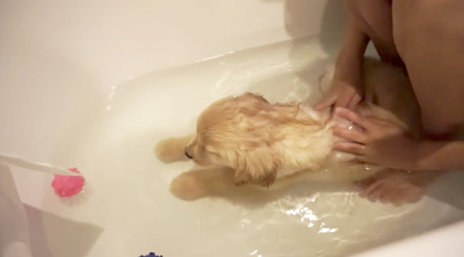 ゴールデンレトリーバー,動画