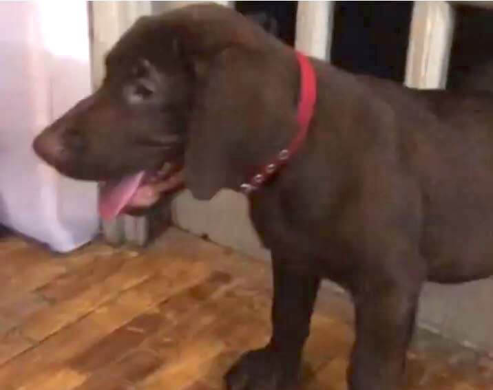 ラブラドールレトリーバー