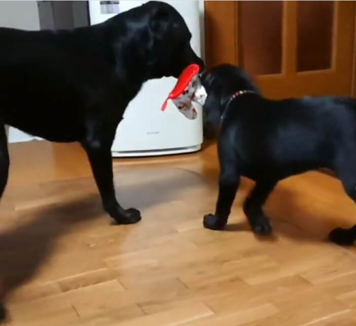 ラブラドールレトリーバー,動画