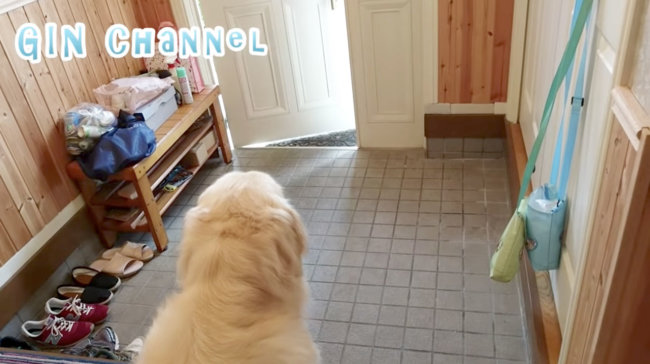 ゴールデンレトリーバー,動画