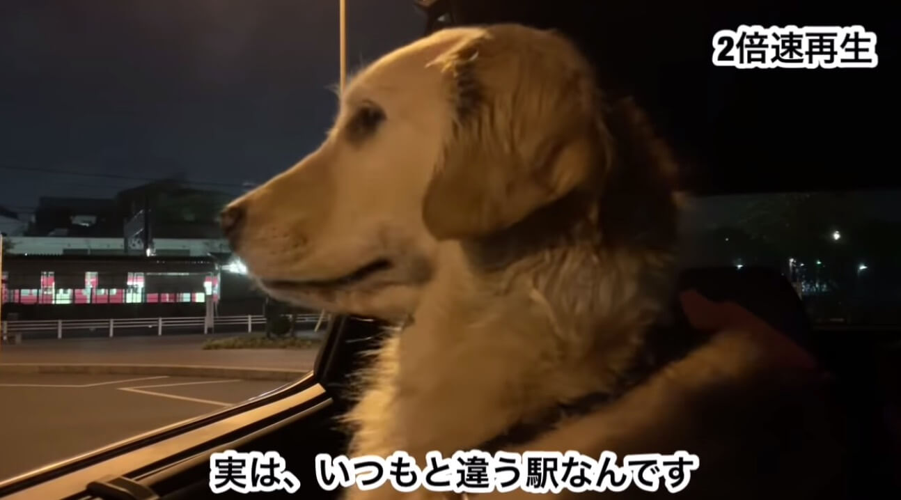 ゴールデンレトリーバー,動画