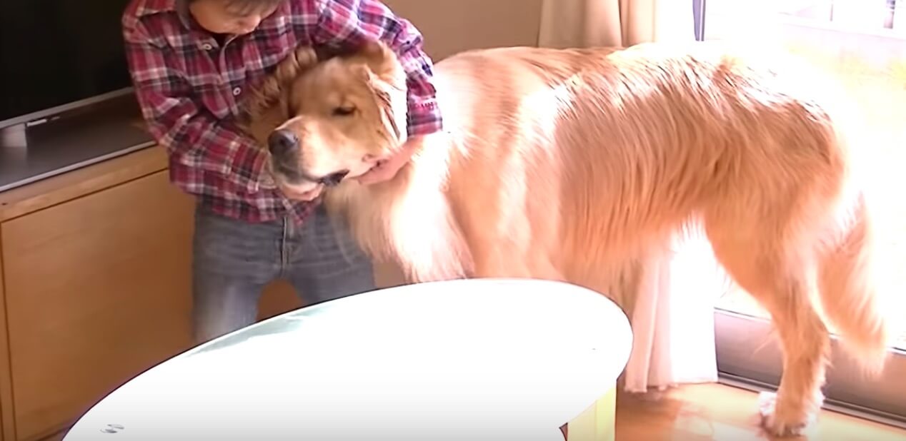 ゴールデンレトリーバー,動画