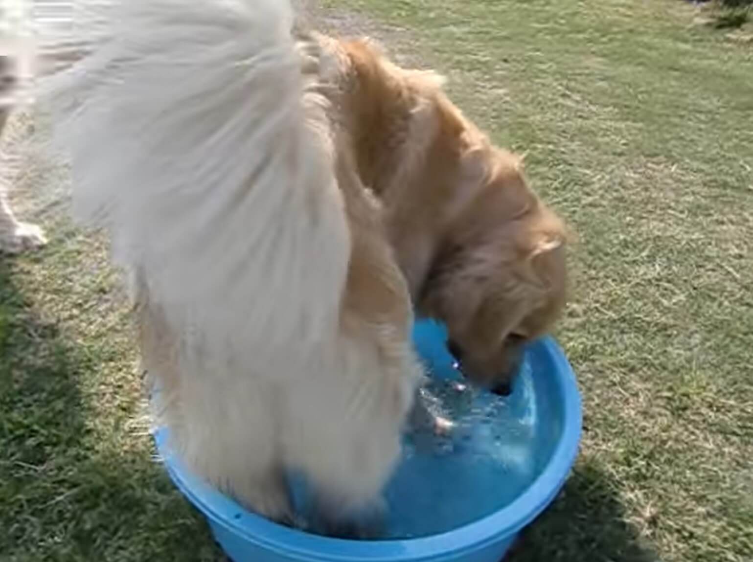 ゴールデンレトリーバー,動画