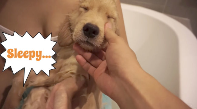 ゴールデンレトリーバー,動画