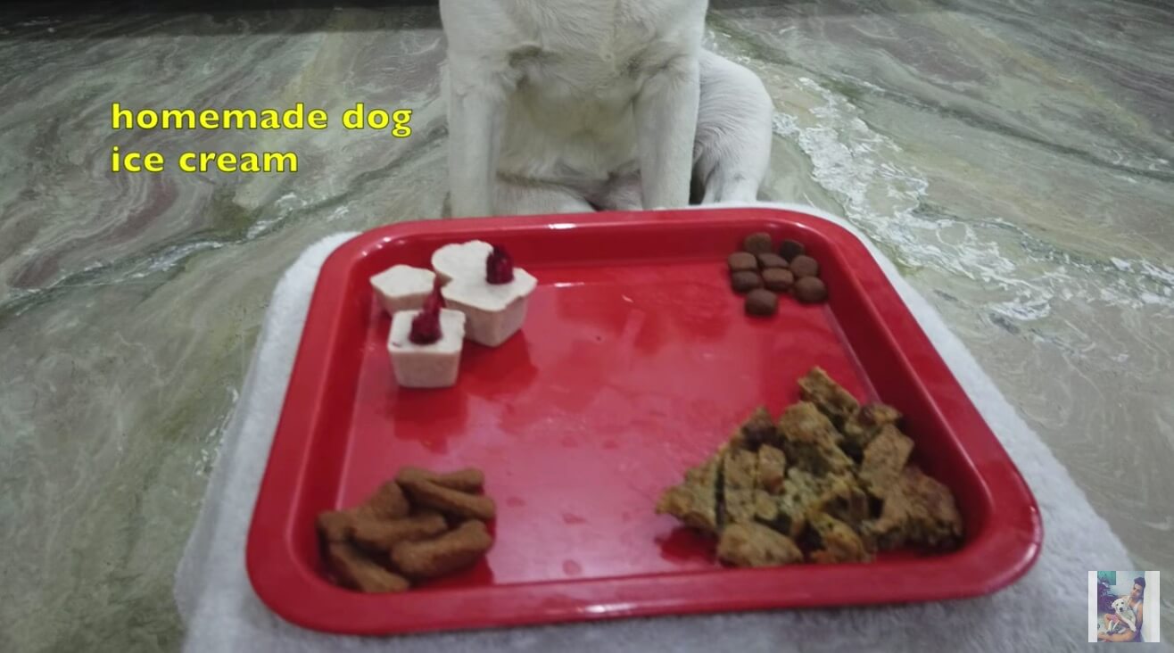 ラブラドールレトリーバー,動画