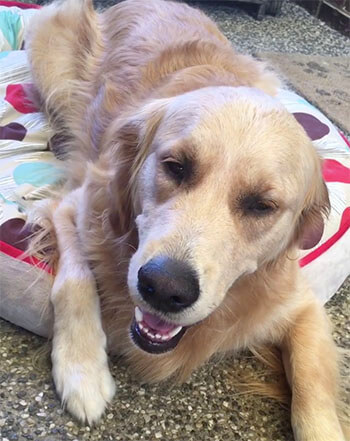 ゴールデンレトリーバー,Instagram
