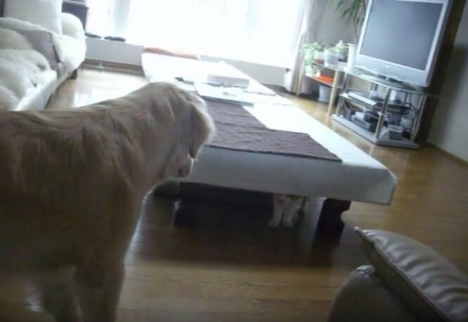 ゴールデンレトリーバー,動画