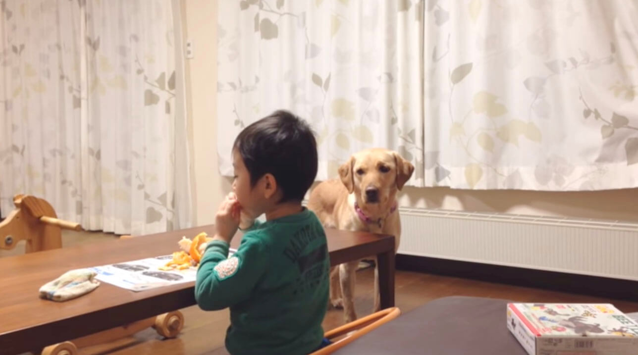 ラブラドールレトリーバー,動画