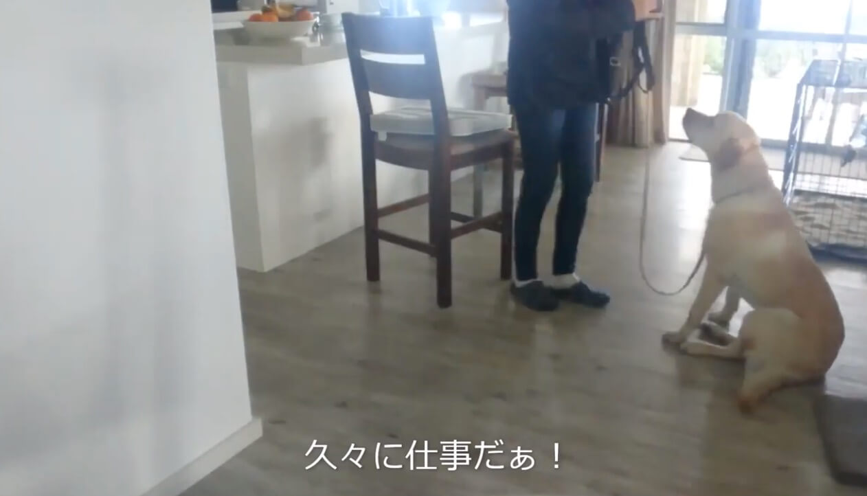 ラブラドールレトリーバー,動画