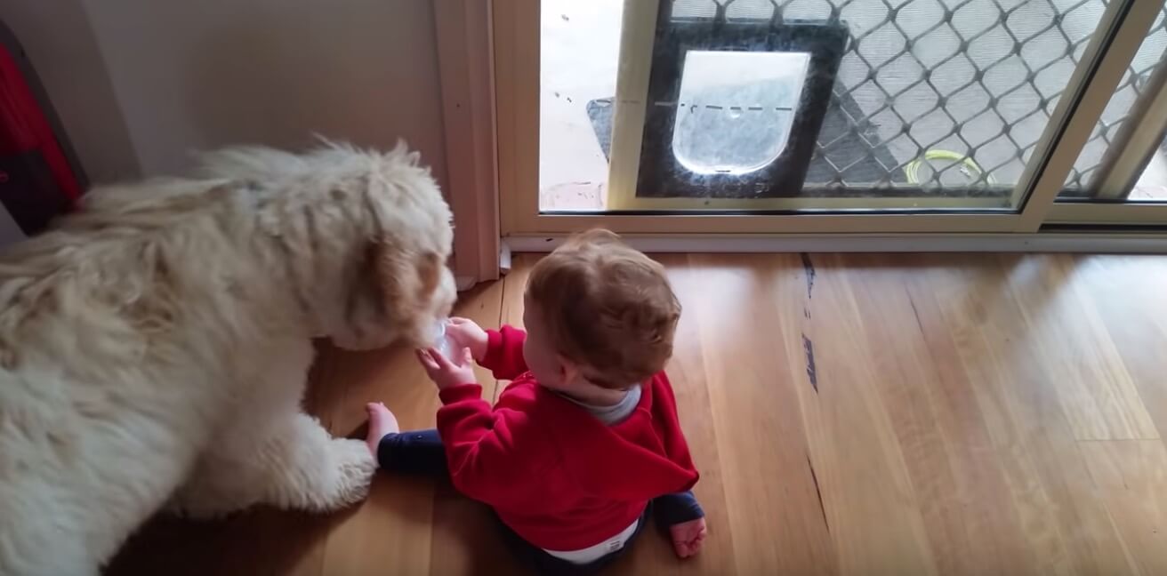 ゴールデンドゥードル,動画