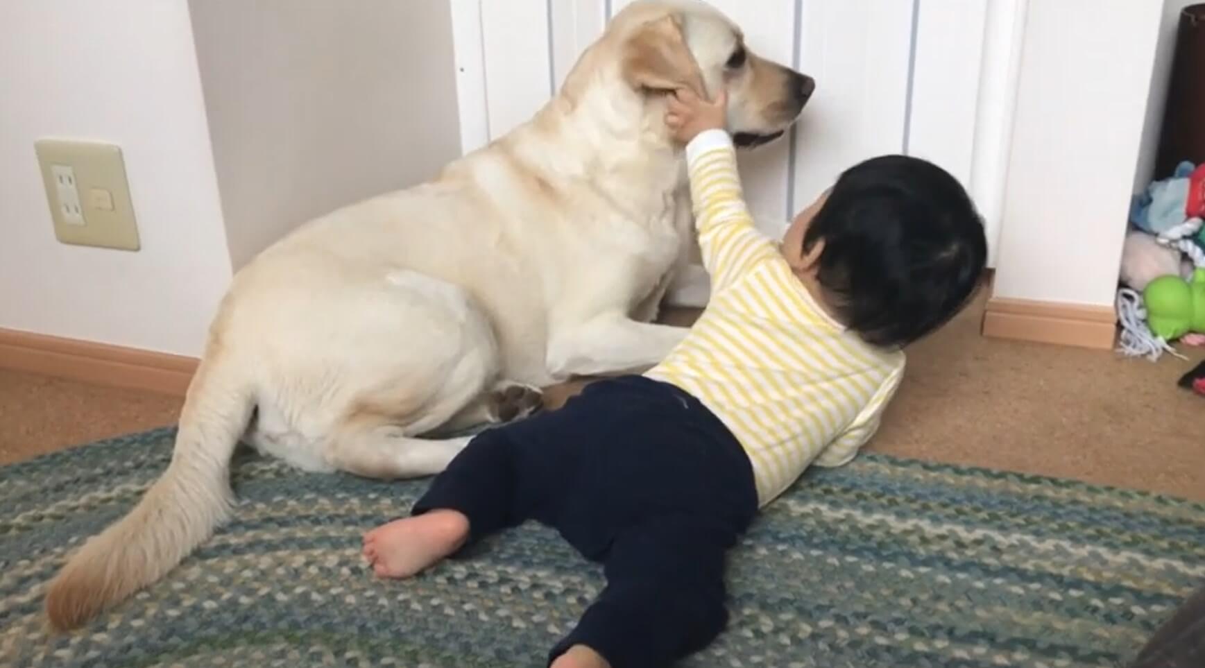 ラブラドールレトリーバー,動画