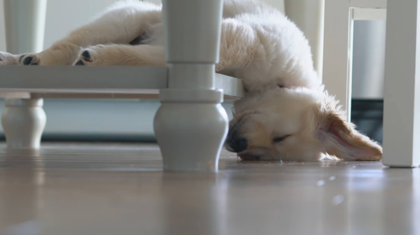 ゴールデンレトリーバー,動画