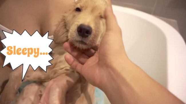 ゴールデンレトリーバー,動画