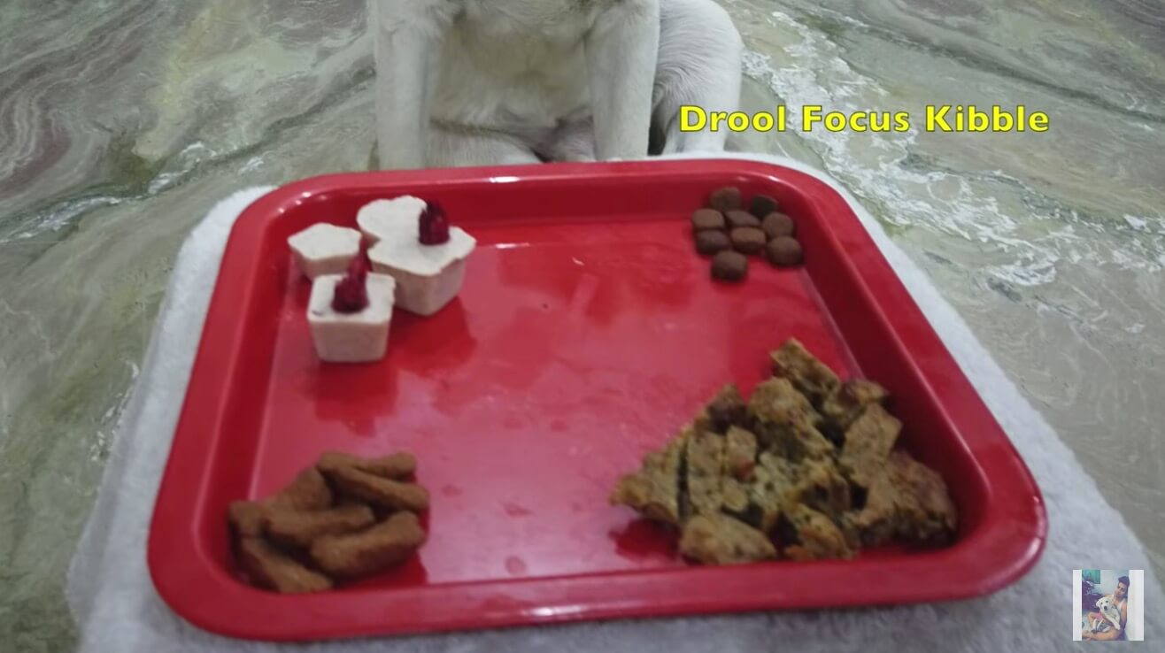 ラブラドールレトリーバー,動画