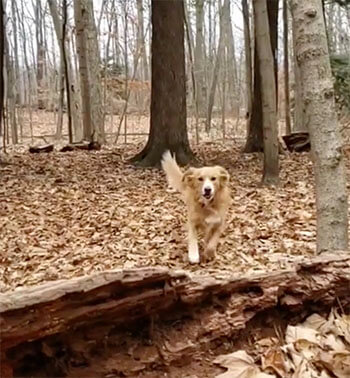 トーラー,Instagram