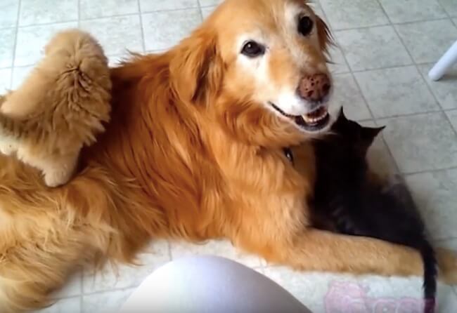 ゴールデンレトリーバー,動画