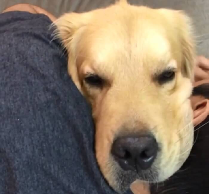 ゴールデンレトリーバー,動画