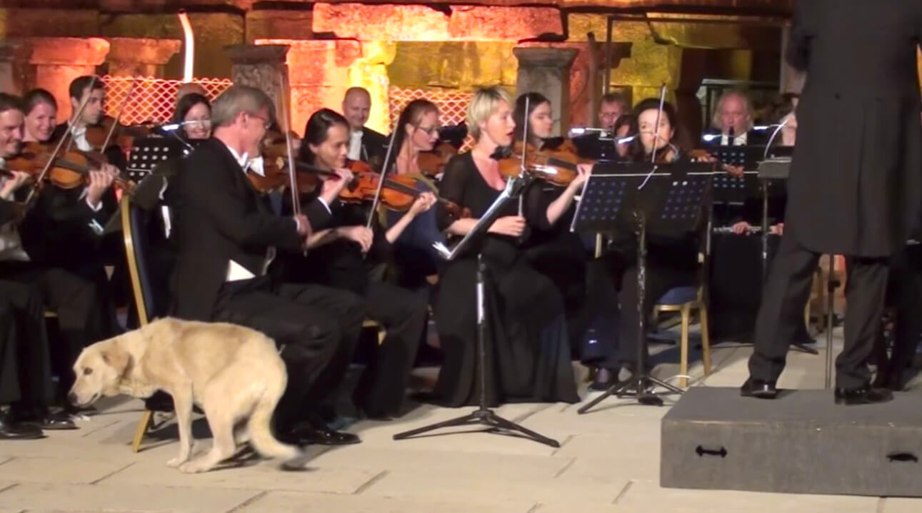 ラブラドールレトリーバー,動画