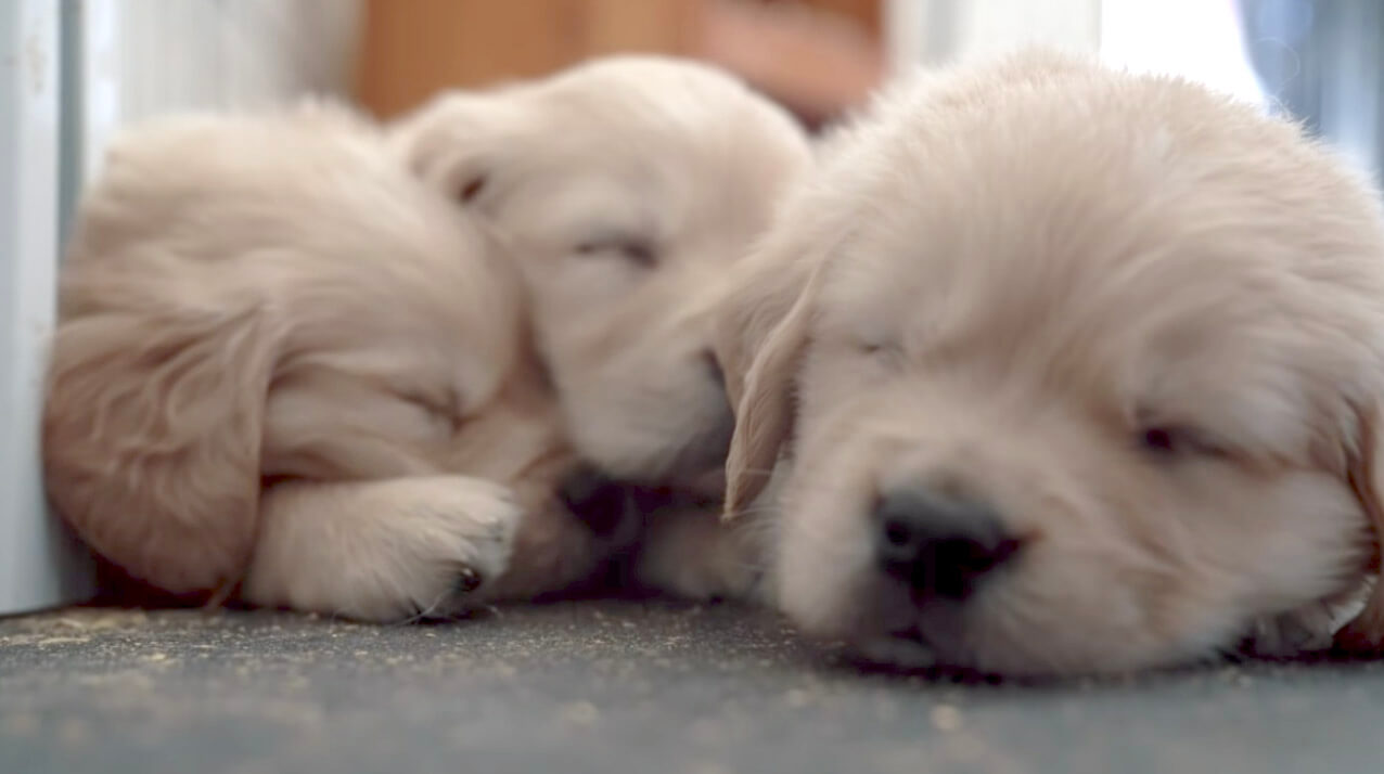 ゴールデンレトリーバー,動画