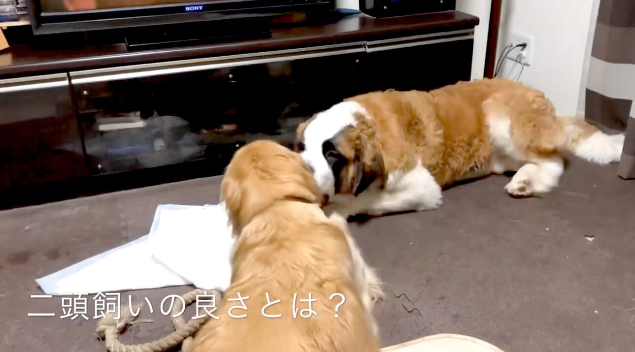 ゴールデンレトリーバー,動画