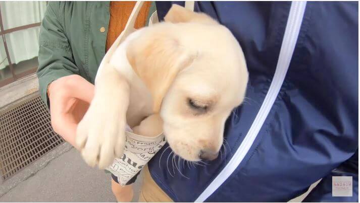 ラブラドールレトリーバー,動画