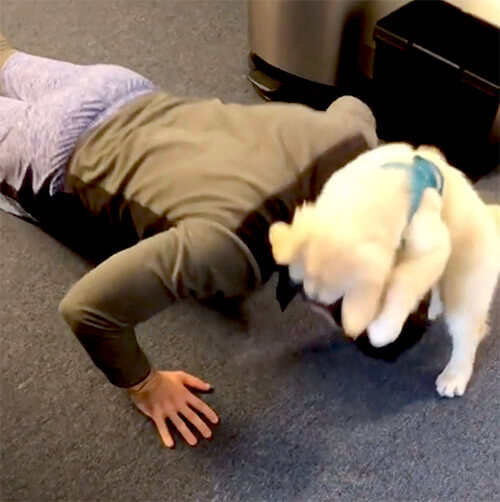 ゴールデンレトリーバー,動画