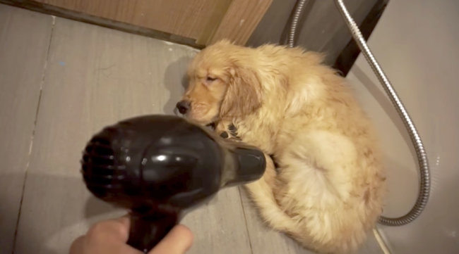 ゴールデンレトリーバー,動画