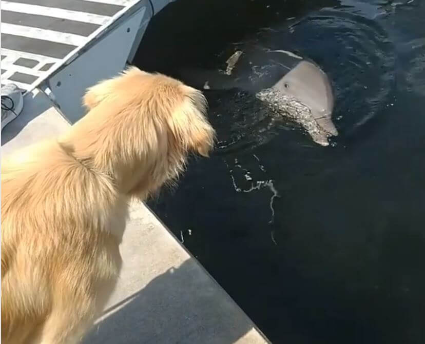 ゴールデンレトリーバー,動画