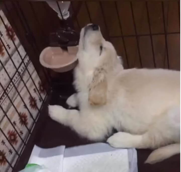 ゴールデンレトリーバー,動画